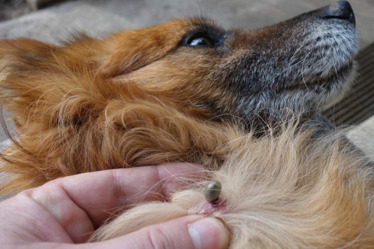 Ticks And Flea Bites On Dogs 15 Things You Might Not Know Chiswick